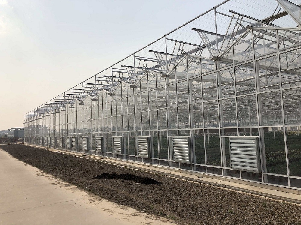 Venlo Type Greenhouse