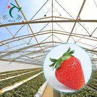 Invernadero de fresas de policarbonato Venlo